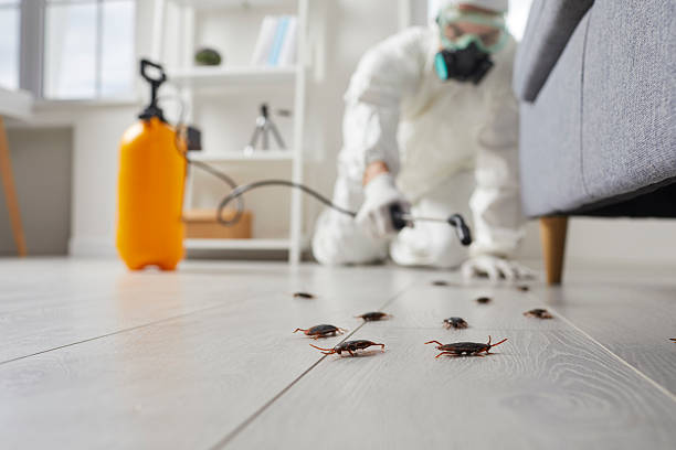 Commercial Kitchen Cockroach Control in Day Valley